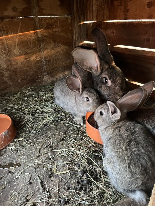 Vand iepuri Urias German