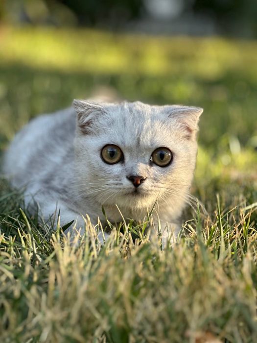 Продаются чистокровные шотландские котята