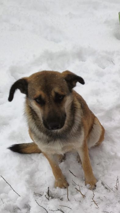 Пуся. Солнечная Собака