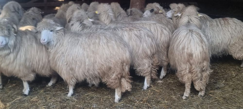 40 de oi bâle cu origine