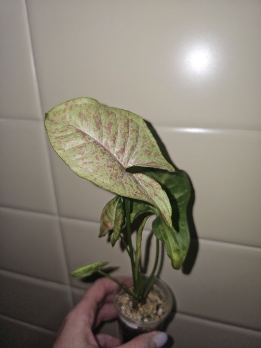 Сингониумы разные