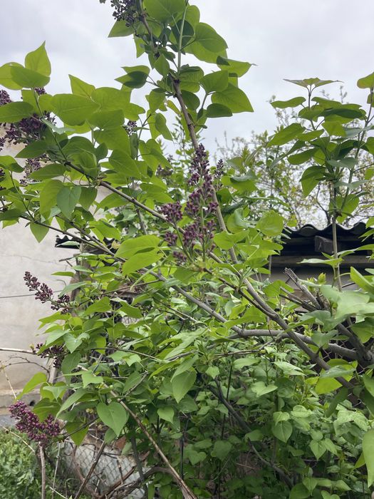 Продам срочна тез арада сатамын гулдер