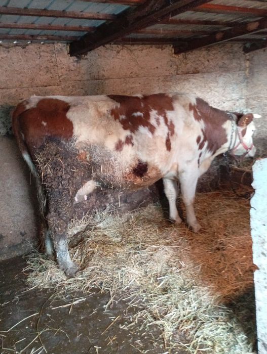 Vind 1 din 2 pe ales