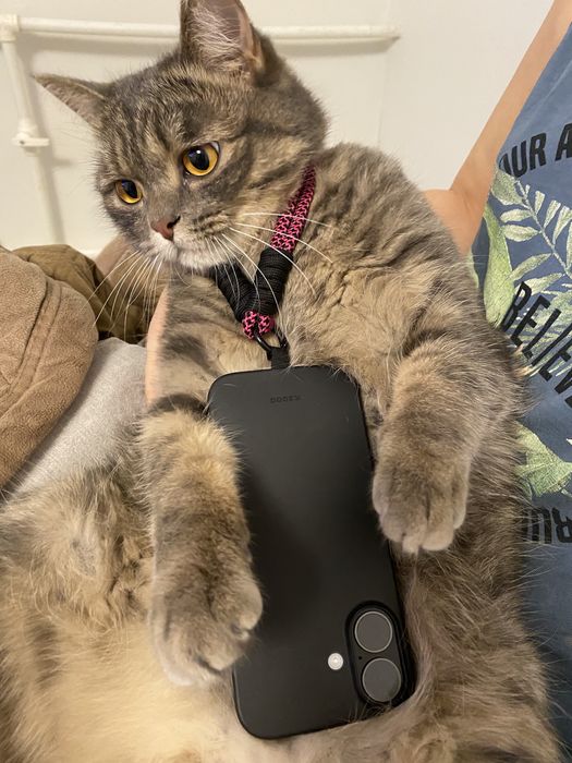 Кот кострированный год