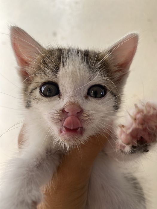 котята бесплатно