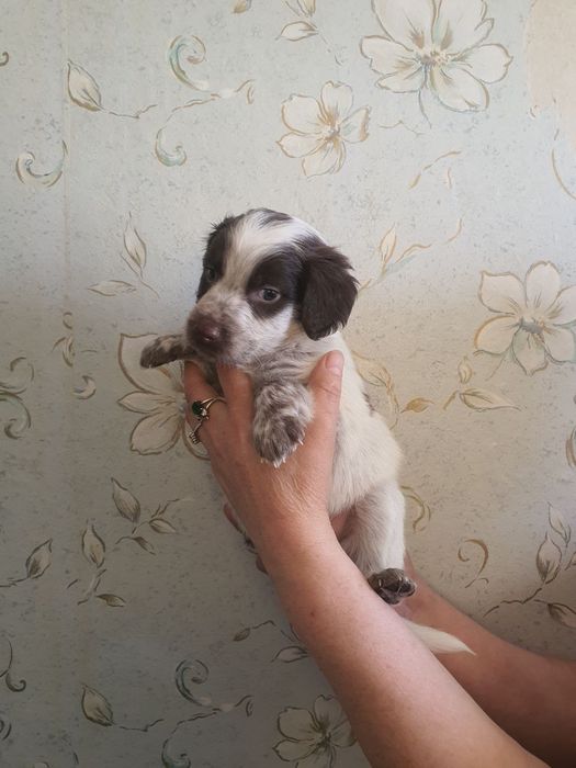 Домашние собачки