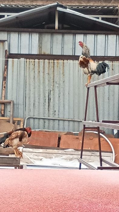 Қораз сатылады 8ай