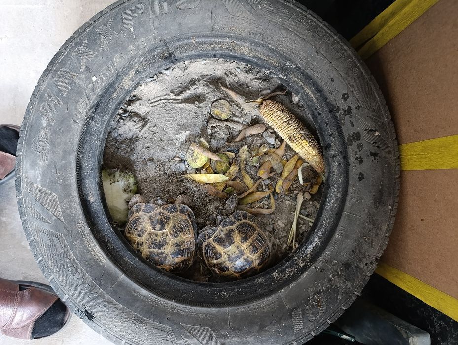 Черепашка пара сотилади нархи 80.000 сомдан соглом