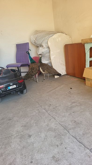 Павлины домашний