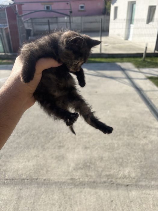 Donez /Ofer spre adopție 3 pisicuțe superbe