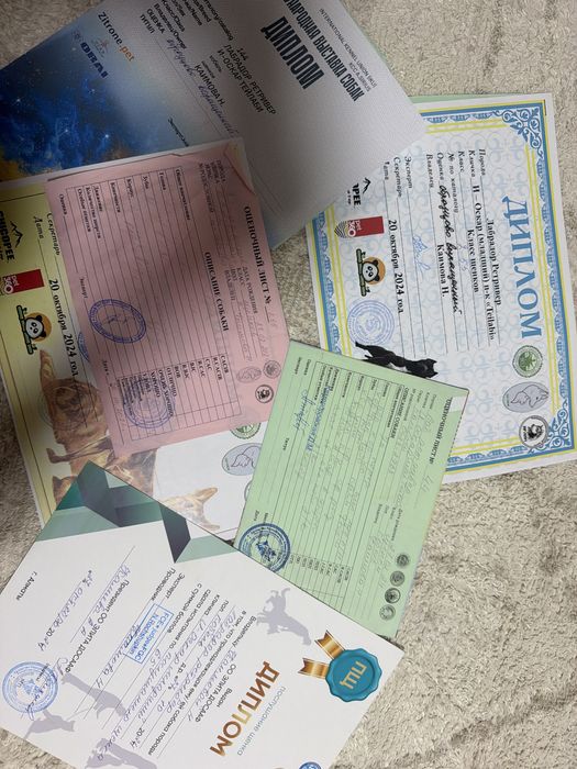 Продам чистокровного лабрадора