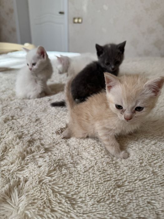 отдам котят в хорошые руки