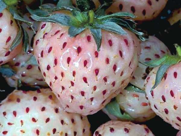 Stoloni Capsuni Soiul Pineberry Si Alte Soiuri In Comentariu
