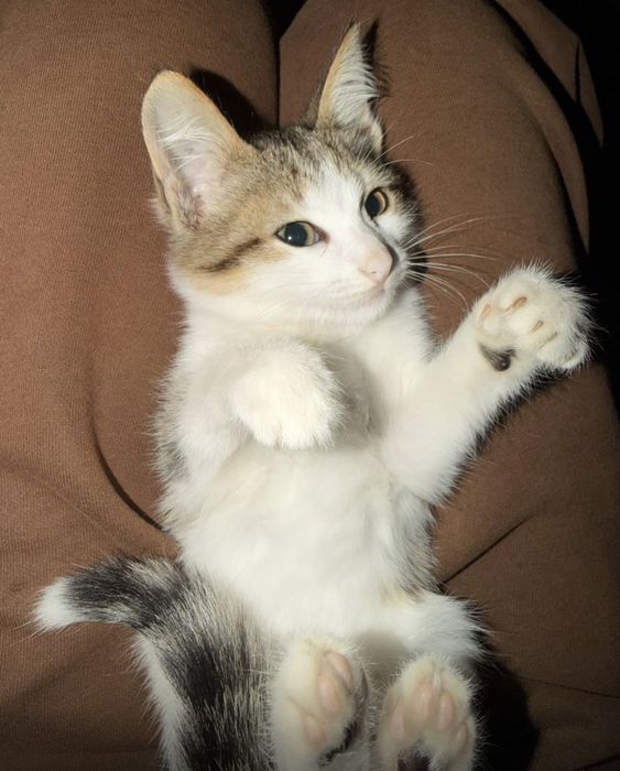 Отдам котят в добрые руки