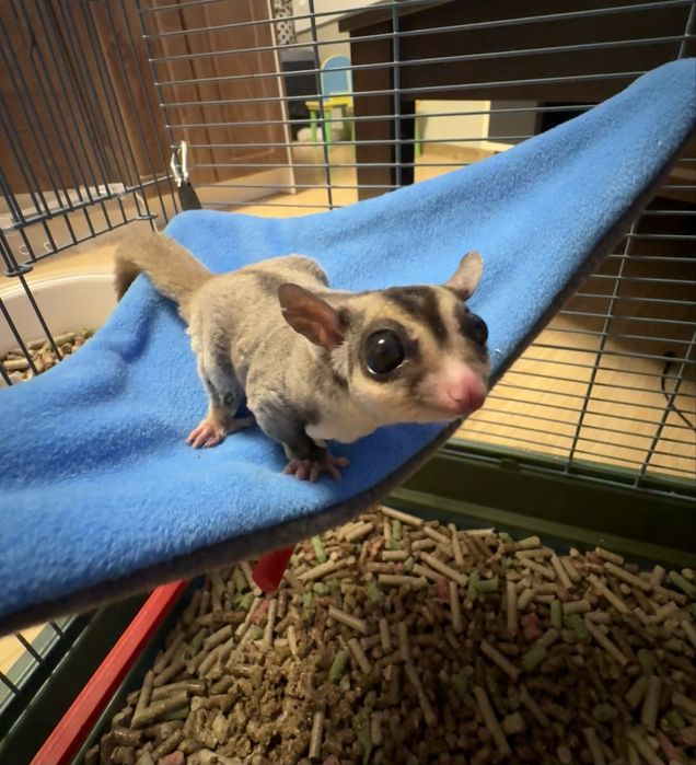 Захарна катерица с клетка / Sugar glider