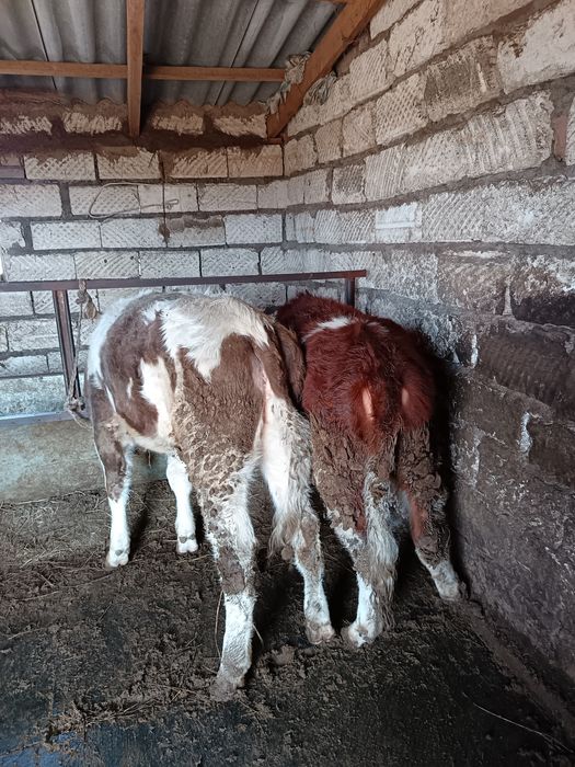 Тельки по 290к торг