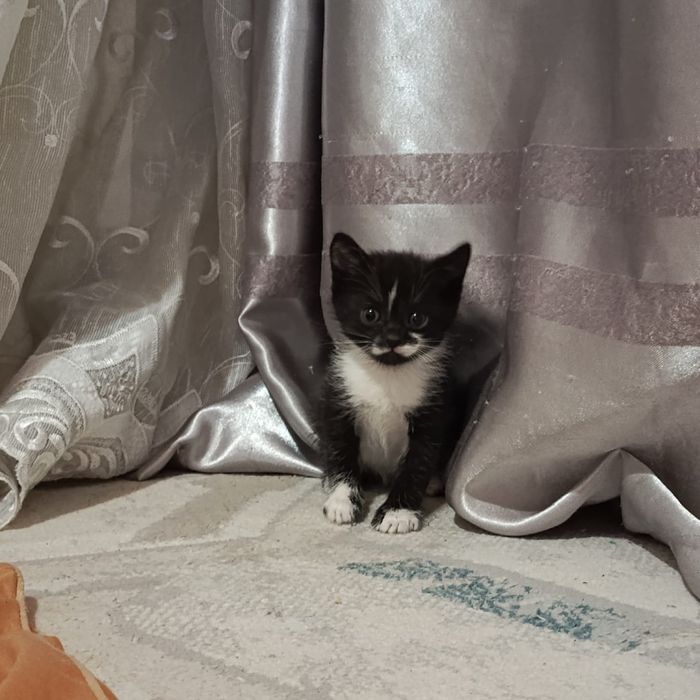 Отдаем добрые руки