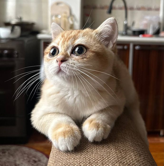 Mushuk . Zalatisti Britanski shinshilla. nu 12