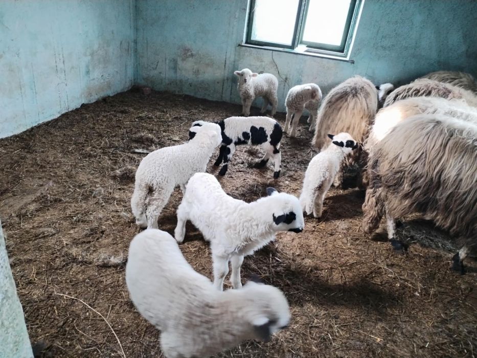 Vând 10 oi cu miei
