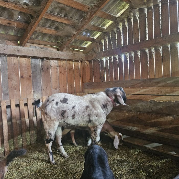 Vând tap anglo-nubian