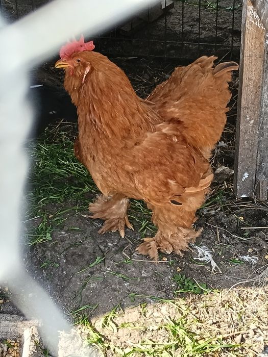 Cocoș caută altă casa