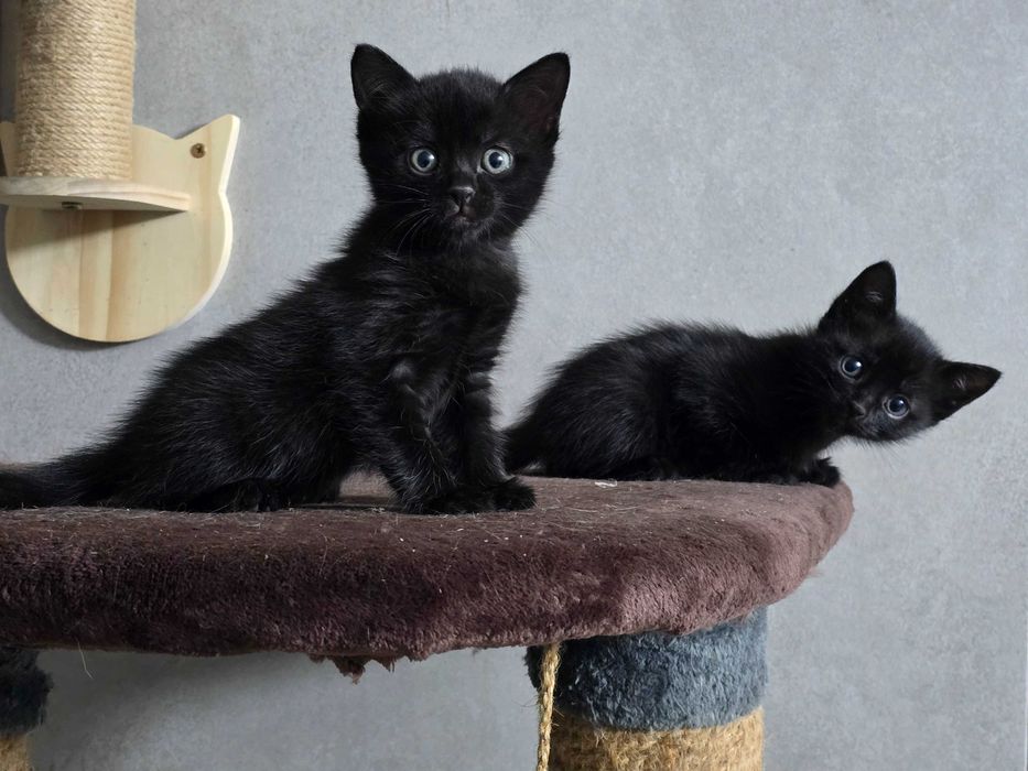 Котята защитники