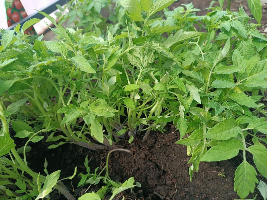 Продам рассаду помидор