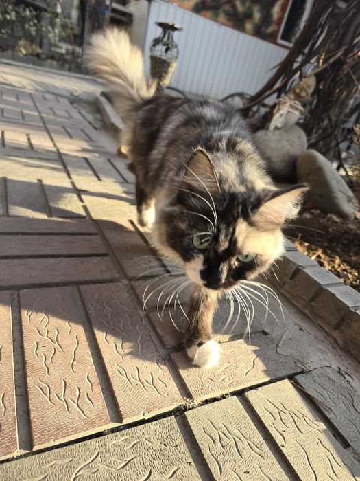 Отдам кошку бесплатно