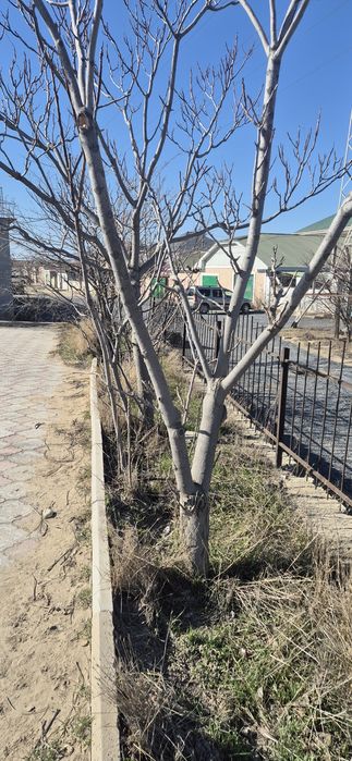 Отдам деревья самовывоз