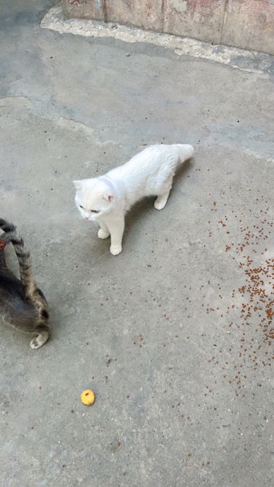 Viyazka mushuk opti kotta