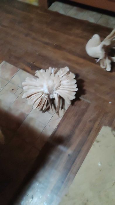 Porumbei voltati bulgaresti