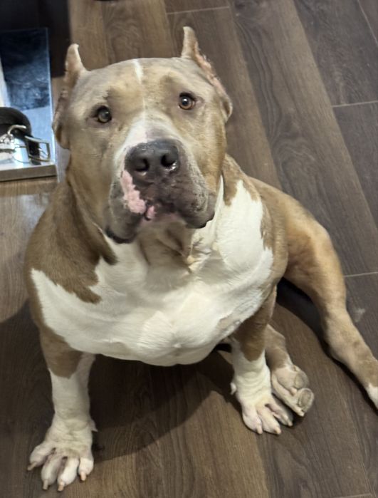 Американско були