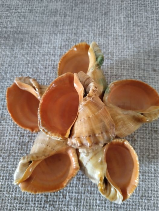 Ракушки из трёх морей и океана