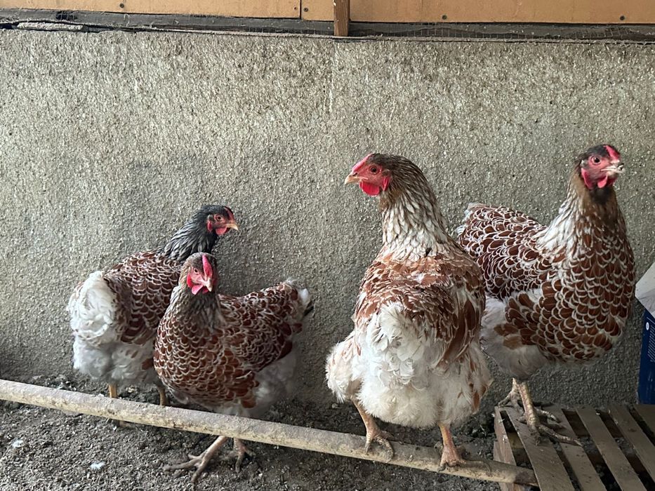 Продам виандотов