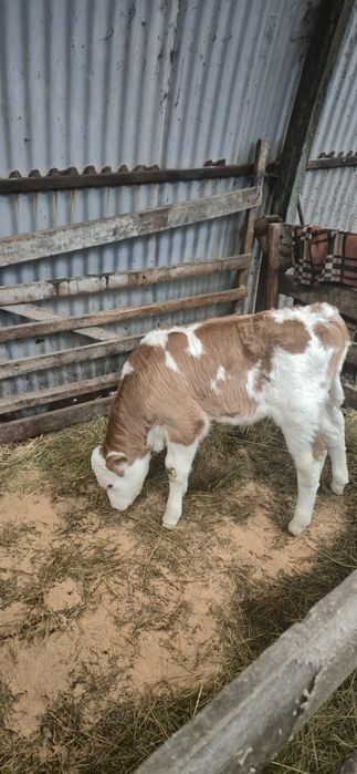 Vitel Baltată romaneasca de 2 saptamani