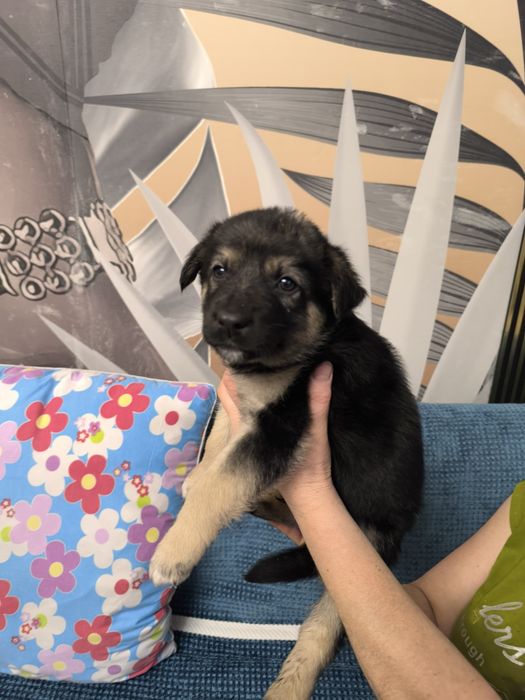 Отдам щенка в хорошие руки.