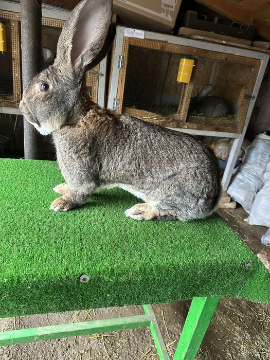 Mascul urias german gri