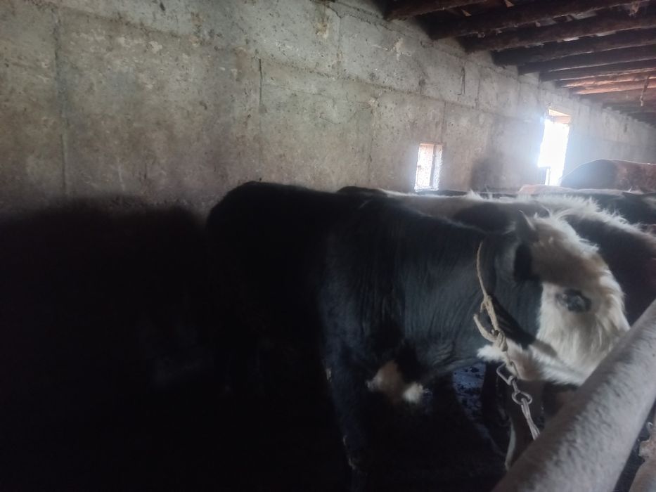 Откорм Бұқалар Сатылады  5 Бас