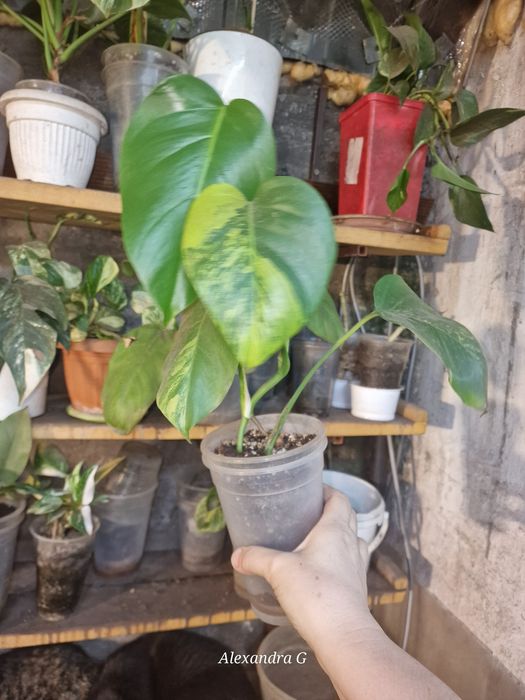 Монстера ауреа  г.Абай