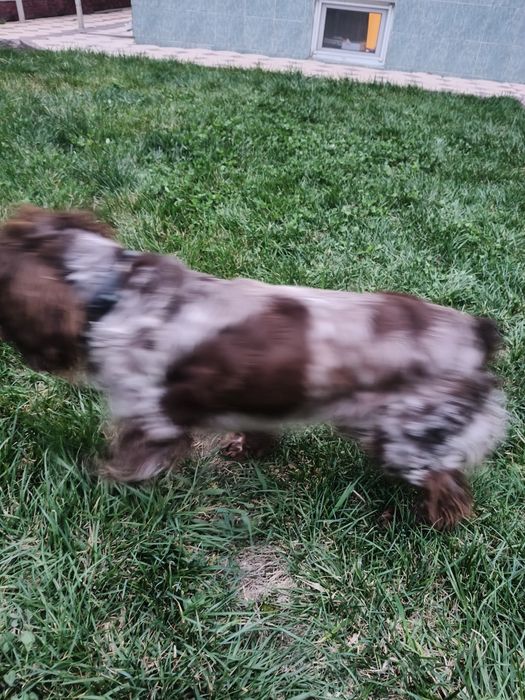 Ищем сучку для случки