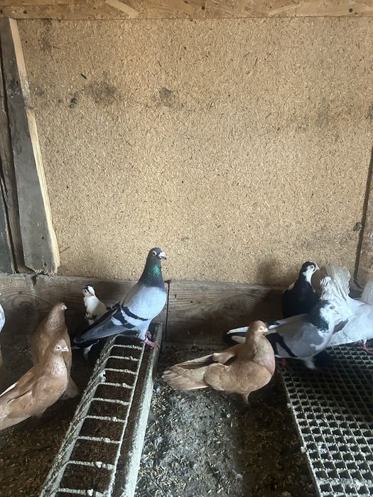 Jucatori de amara si pana simpla