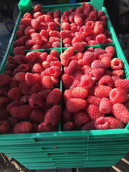 Елитен разсад малини и къпини.