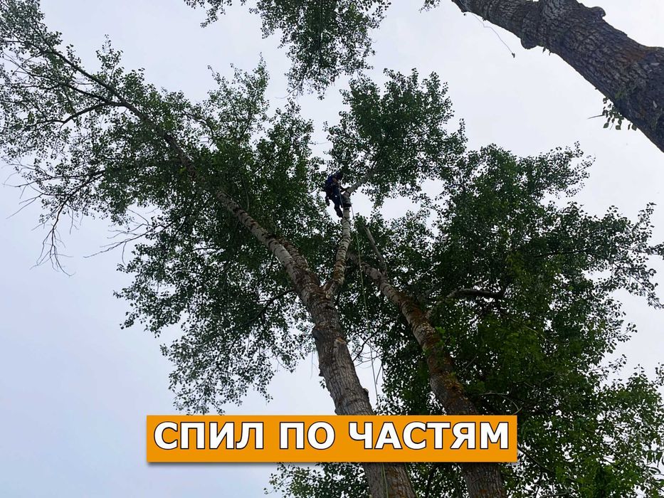 Спил деревьев / обрезка деревьев / кронирование