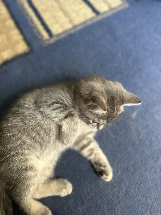 Котенок ,девочка,!
