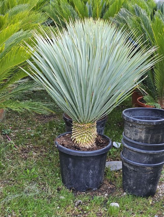 Plante exotice palmieri Trachycarpus Fortunei, magnolie, măslin, cedru