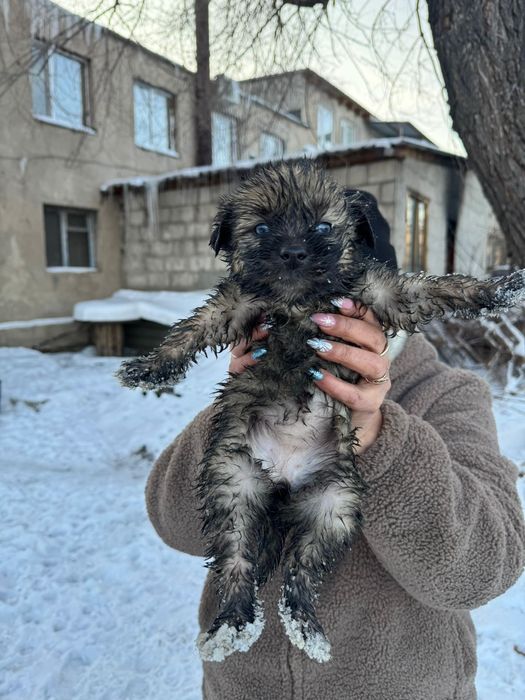 Малыши ищут дом!    .