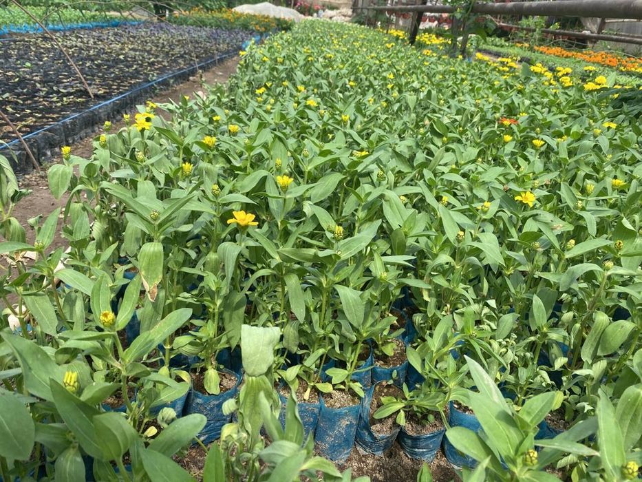 Begoniya.Pitunya.Bananza.salviya.Lola.йер гул. Yer gul...