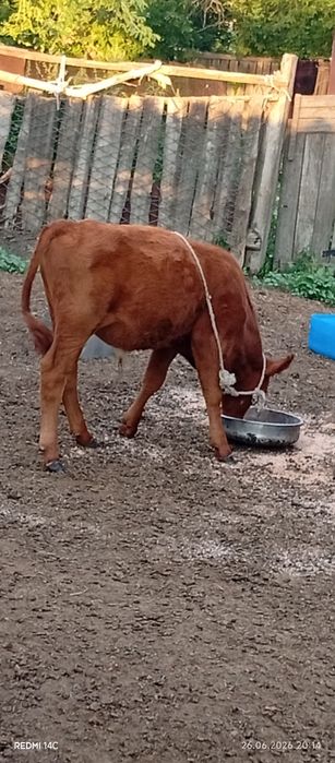 Продам корову с телёнкам бычок