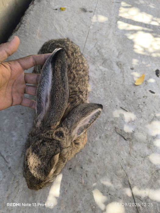 Flandr quyon bolalari sotiladi