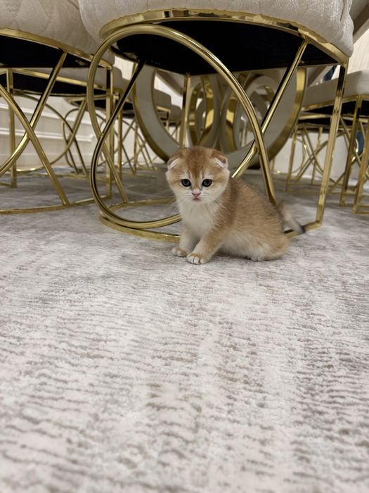 Золотая шиншилла